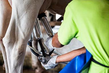 Milking Machine